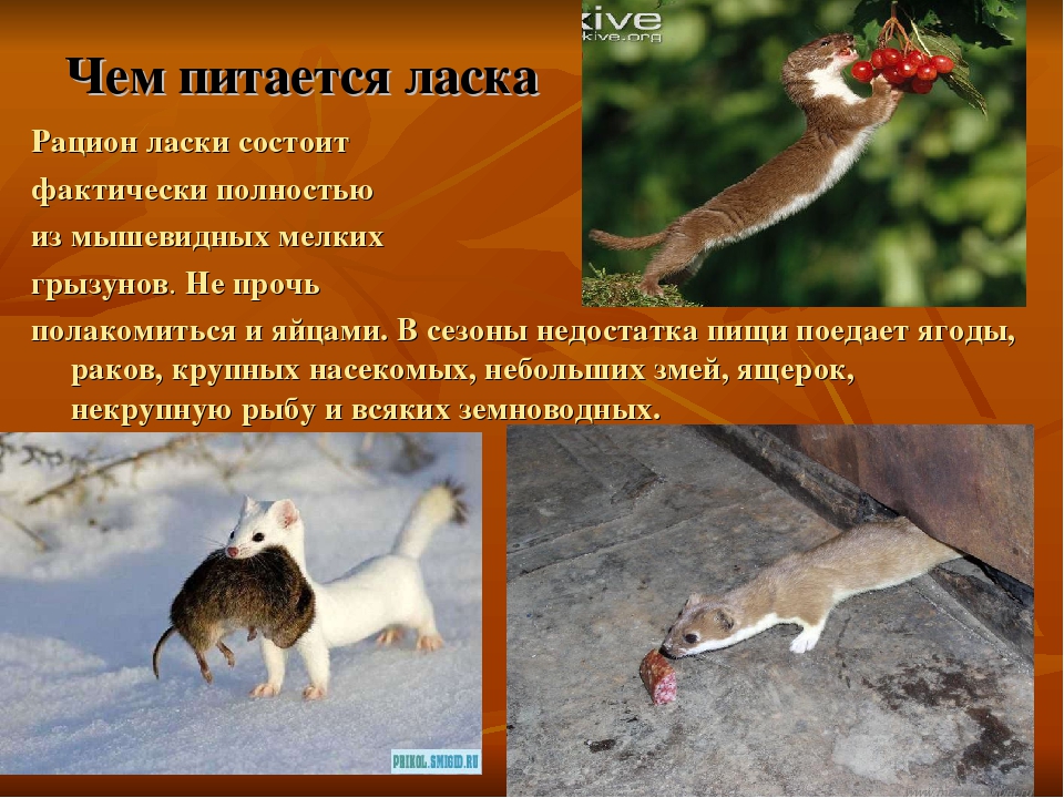 Ласка - описание, чем питается, где обитает, фото и видео, враги