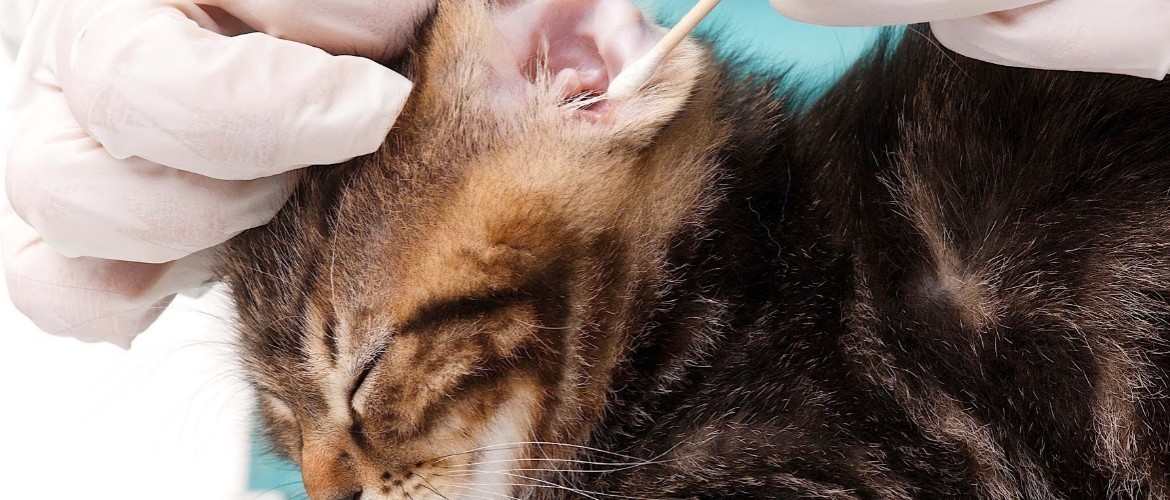 Причины, почему у кота горячие уши и сухой нос