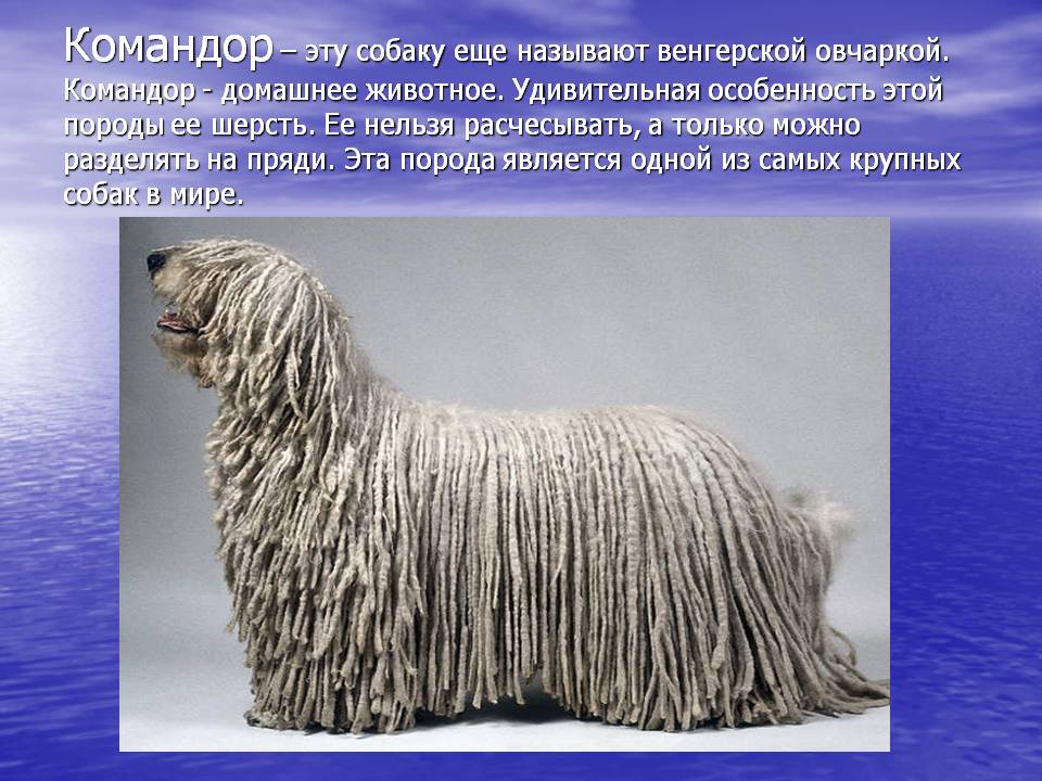 Комондор (венгерская овчарка): фото, описание породы, отзывы, уход, видео