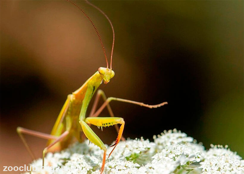 Sphodromantis viridis - sphodromantis viridis