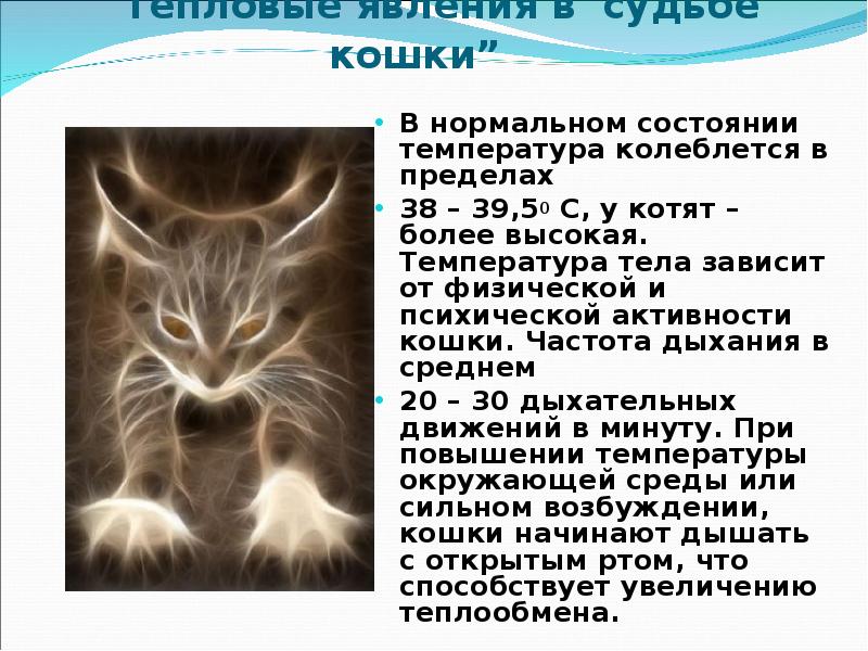 Температура тела у кошек и котят: норма и отклонения