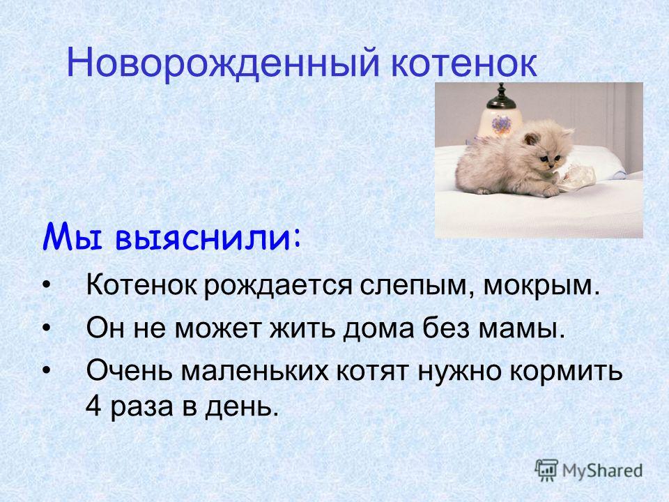 6 главных вещей, которые должны знать хозяева маленького котенка