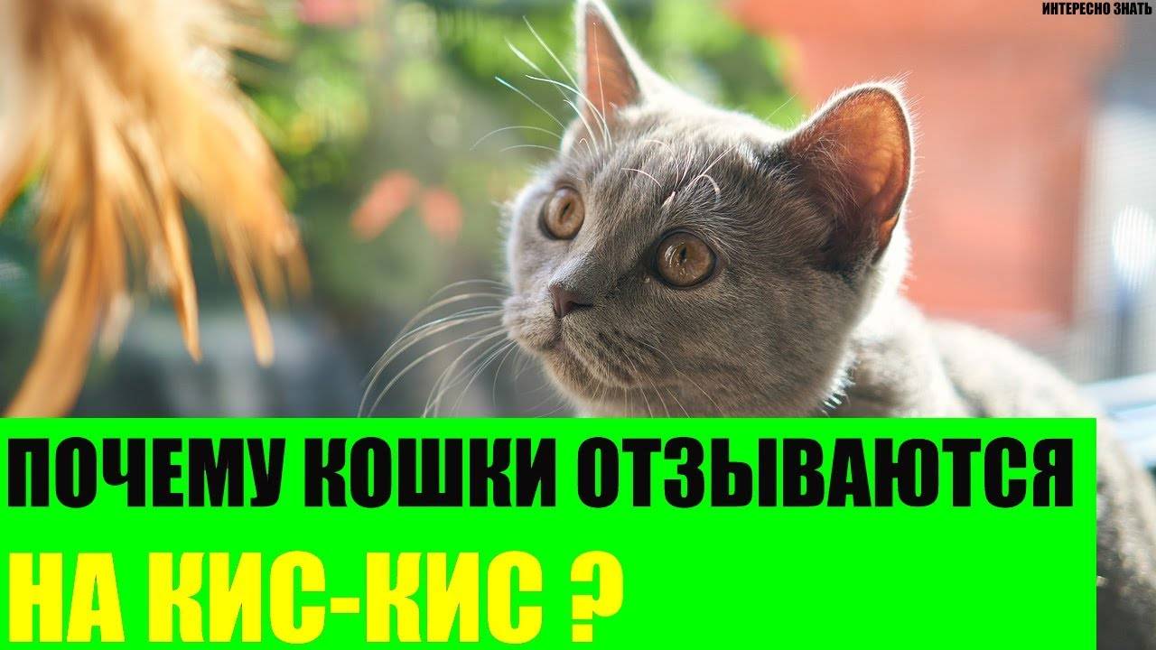 Почему некоторые кошки «разговорчивы» с хозяевами, а некоторые молчаливы