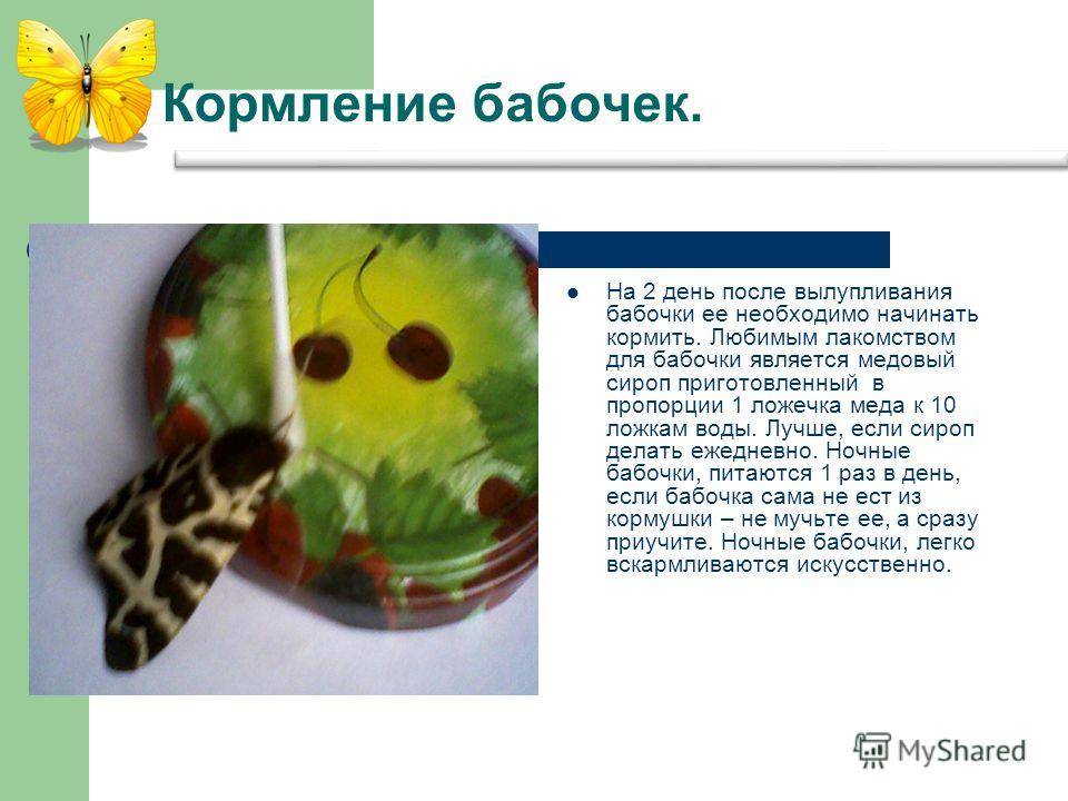 Чем кормить бабочку в домашних условиях зимой и летом