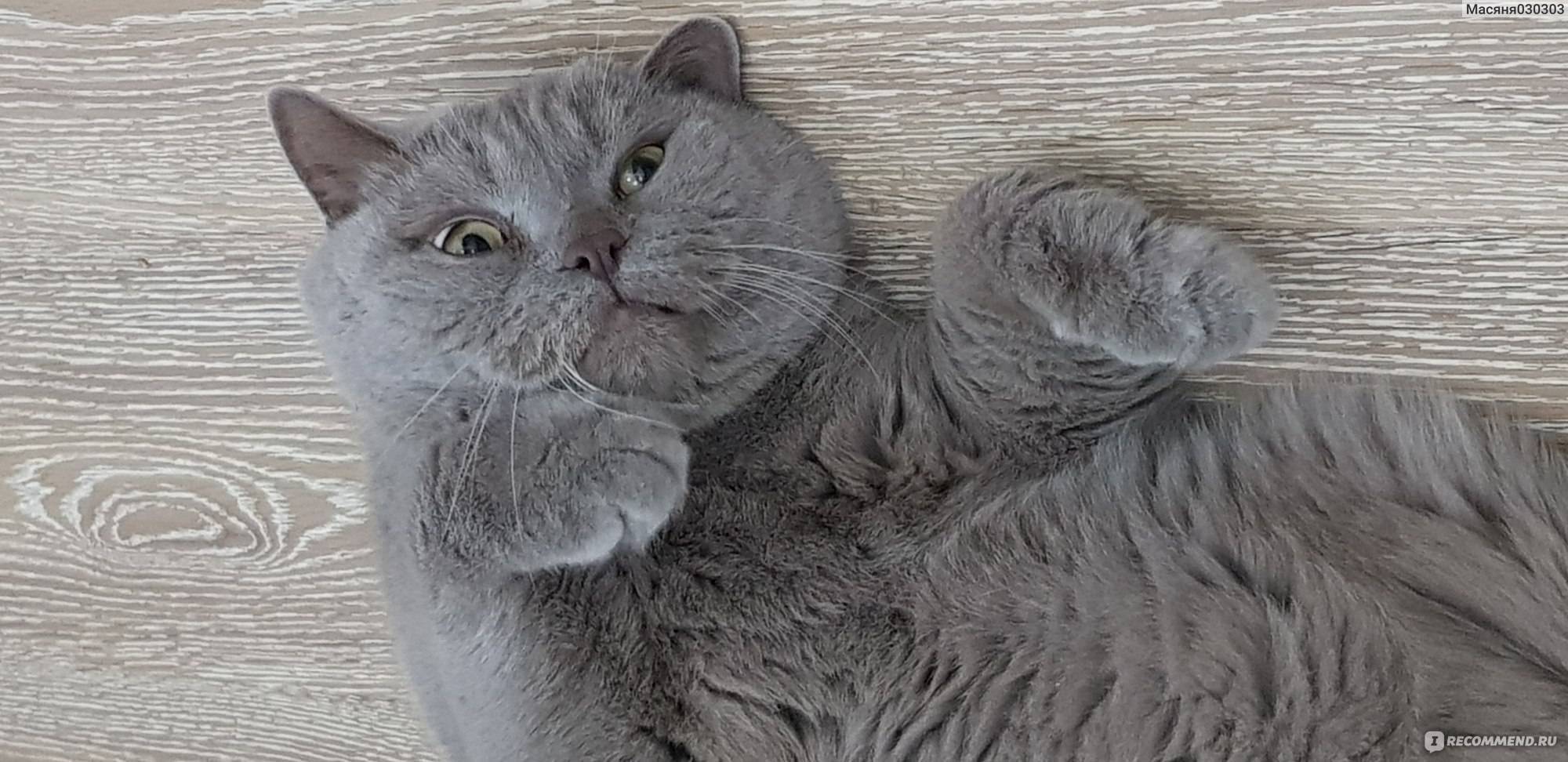 Почему лезет шерсть у британского кота?