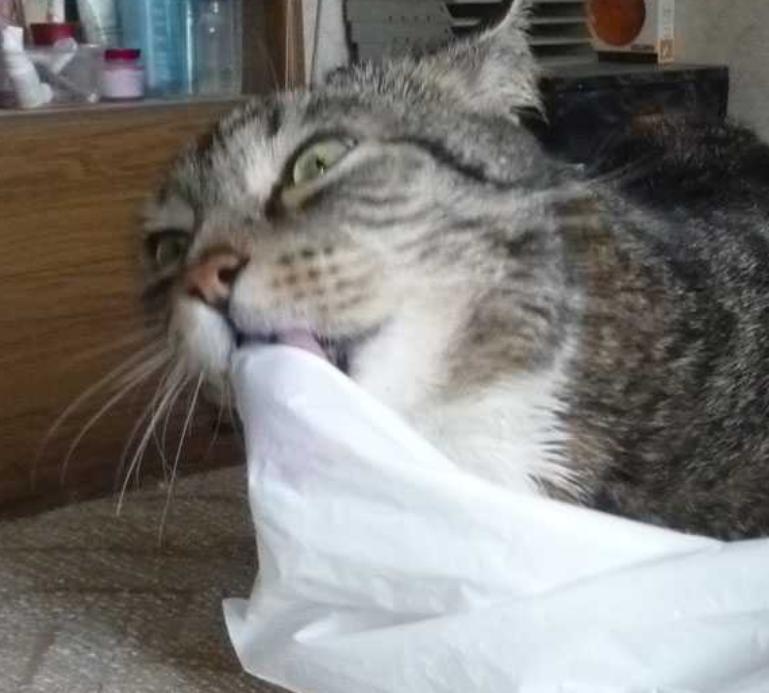 Кошка лижет пакеты?