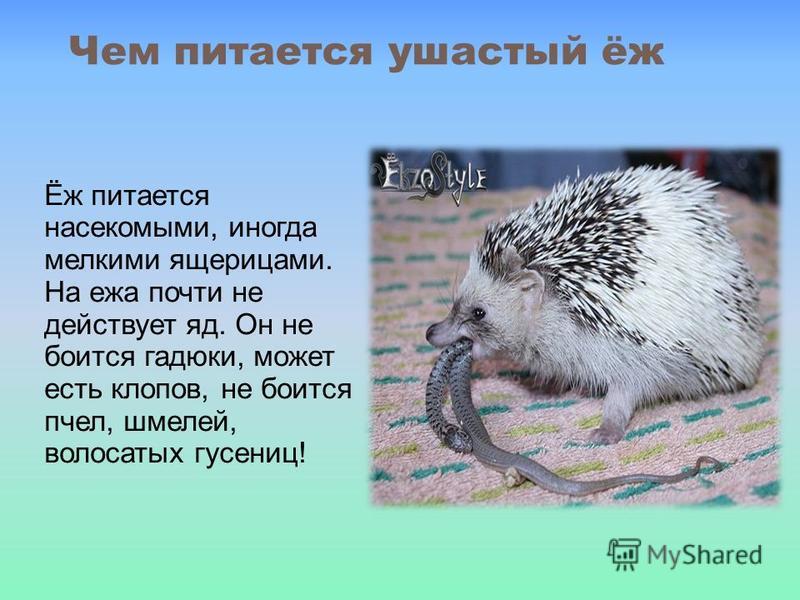 Сообщение ушастый ёж 4 класс доклад (среда обитания, чем питается)