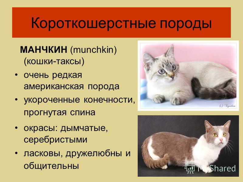 Манчкин - коротколапая кошка: описание и характер породы, уход
