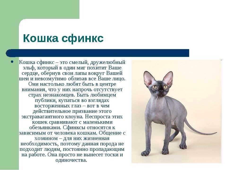 Донской сфинкс: особенности породы, основные правила ухода за питомцем