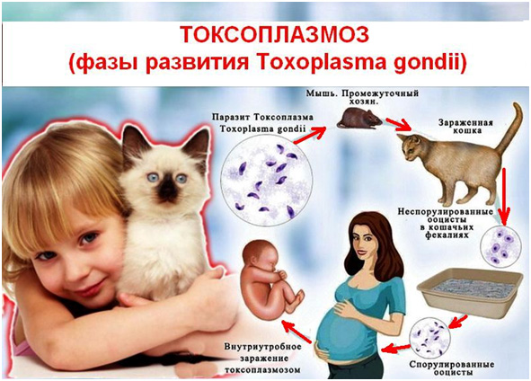 Токсоплазмоз у кошек: все о симптомах, лечении и правильной профилактике заболевания (инструкция + описание лекарств)