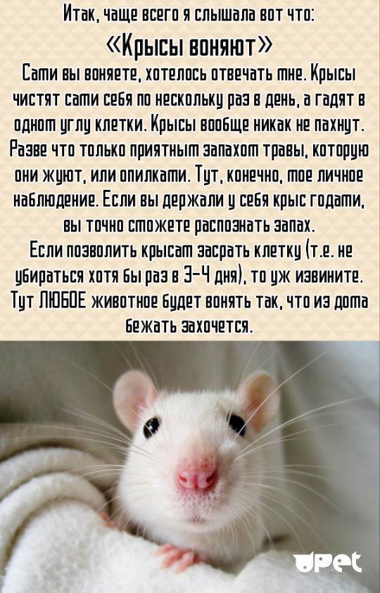 7 плюсов и 7 минусов домашних крыс