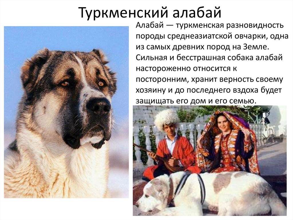 Охотничьи породы собак. описания, названия и виды охотничьих собак | живность.ру