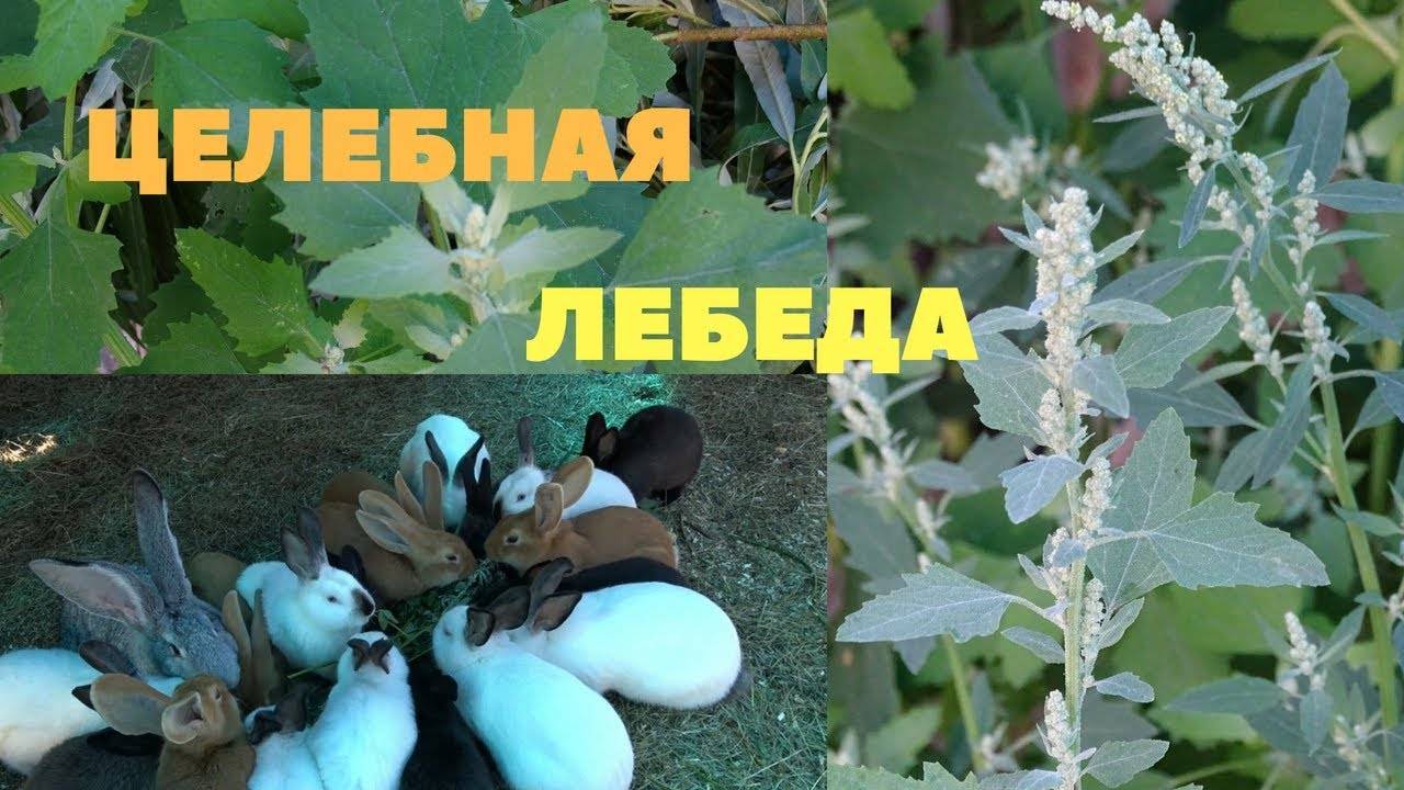 Трава для кроликов в картинках с названиями. фото, описание, как посеять дома и на поле в 2021 году