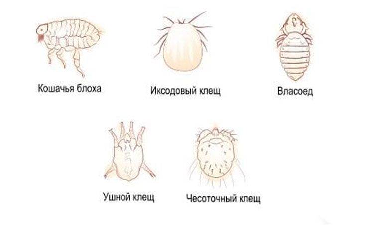 Паразиты у крыс: блохи, власоеды, вши и клещи - лечение и профилактика