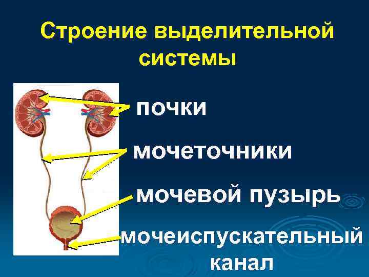 Потеют ли кошки: особенности выделительной системы, возможные проблемы терморегуляции и методы их решения