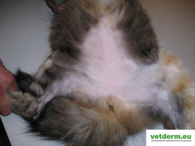 Блошиный дерматит у кошек: причины и виды аллергического заболевания, лечение в домашних условиях