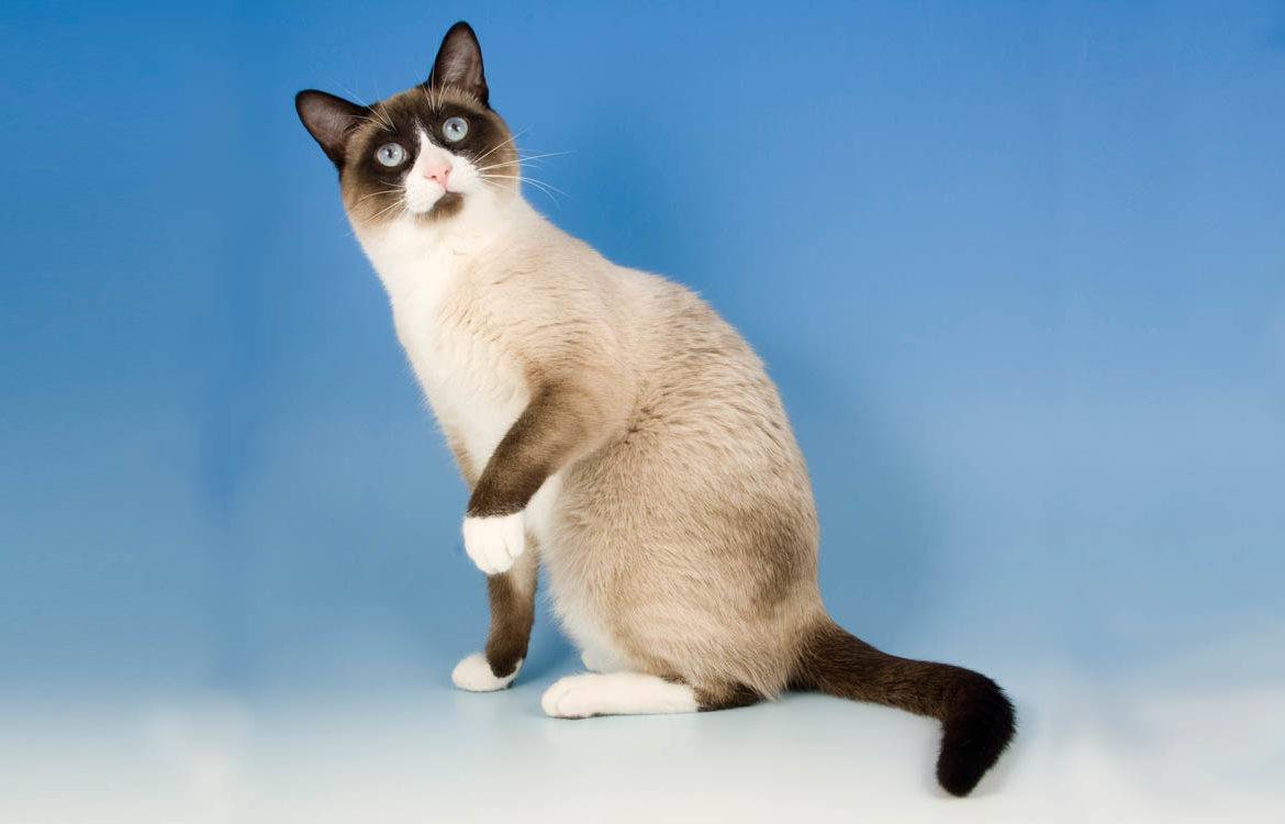 Кошка сноу-шу: фото, описание породы, характер, уход