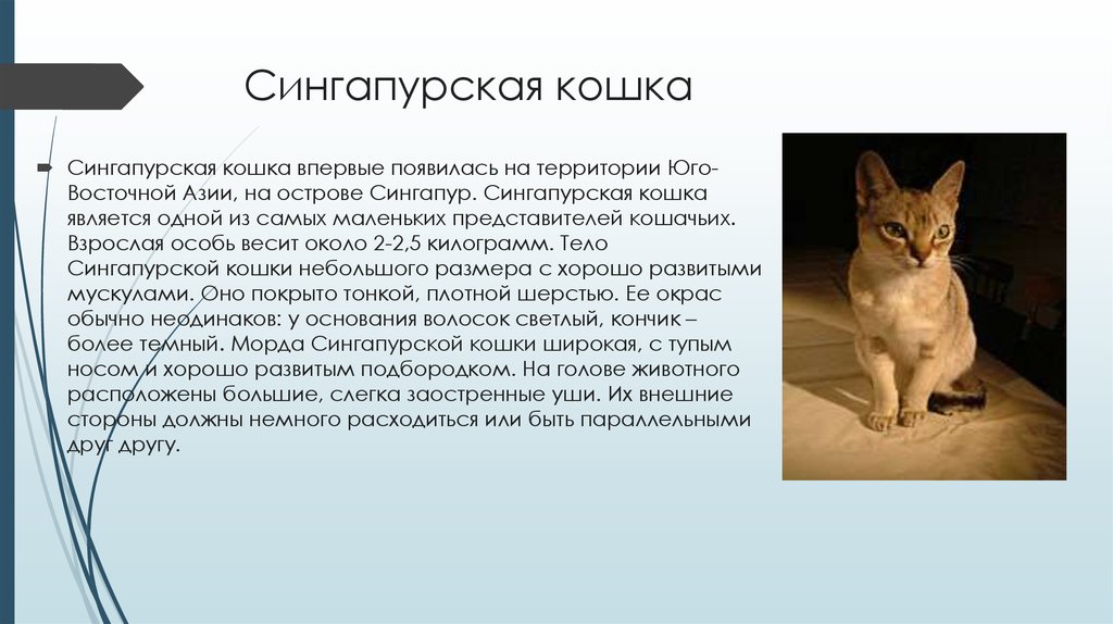Злая кошка: у какой кошки самый плохой характер