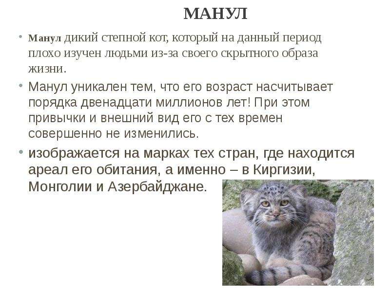 Степной кот — внешний вид, поведение, отличительные особенности