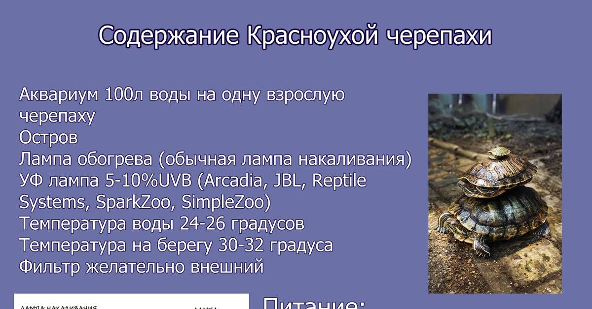 Чем кормить черепаху красноухую в домашних условиях, как правильно?
