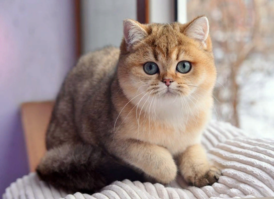 Шиншилла – это порода кошек или их окрас, может ли шиншилловый питомец быть британским или шотландским?