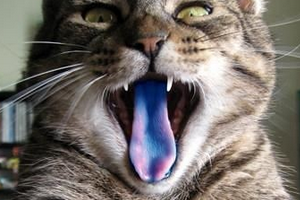 Почему у кошки синий язык?