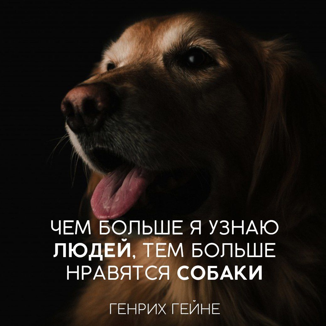Собака – друг человека: цитаты о настоящей верности