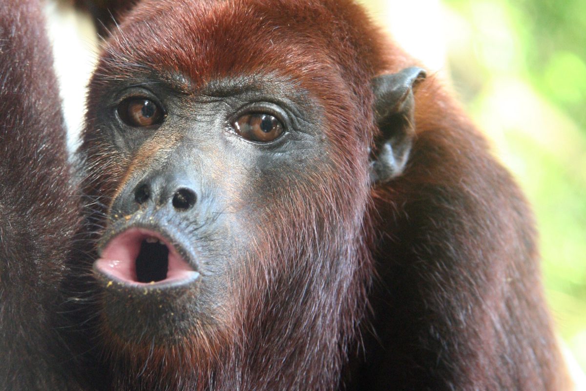 Обезьяна-ревун: описание приматов и значение их криков. ревун – самая шумная обезьяна места обитания, виды ревунов