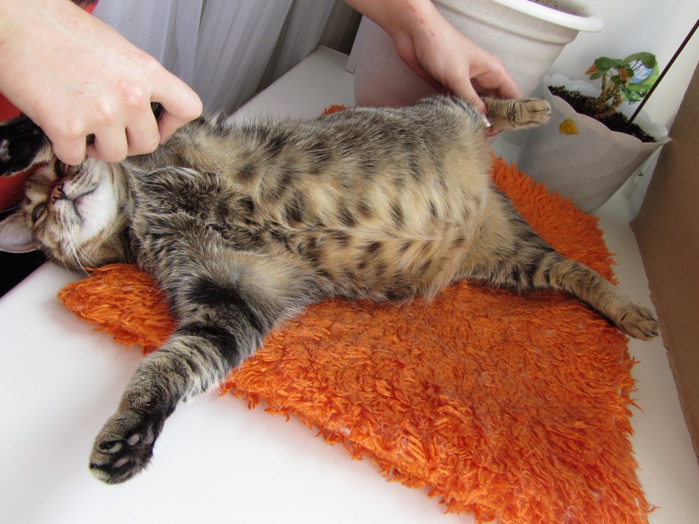 Плотный живот у кошки: причины и что делать