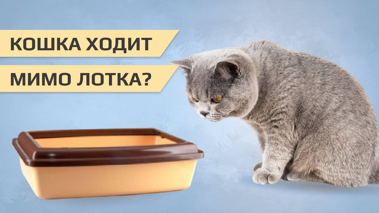 Кот исправно ходил в лоток, а потом принялся гадить, где попало. что делать хозяину?