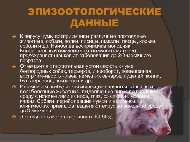 Чумка у собак,  лечение, симптомы
