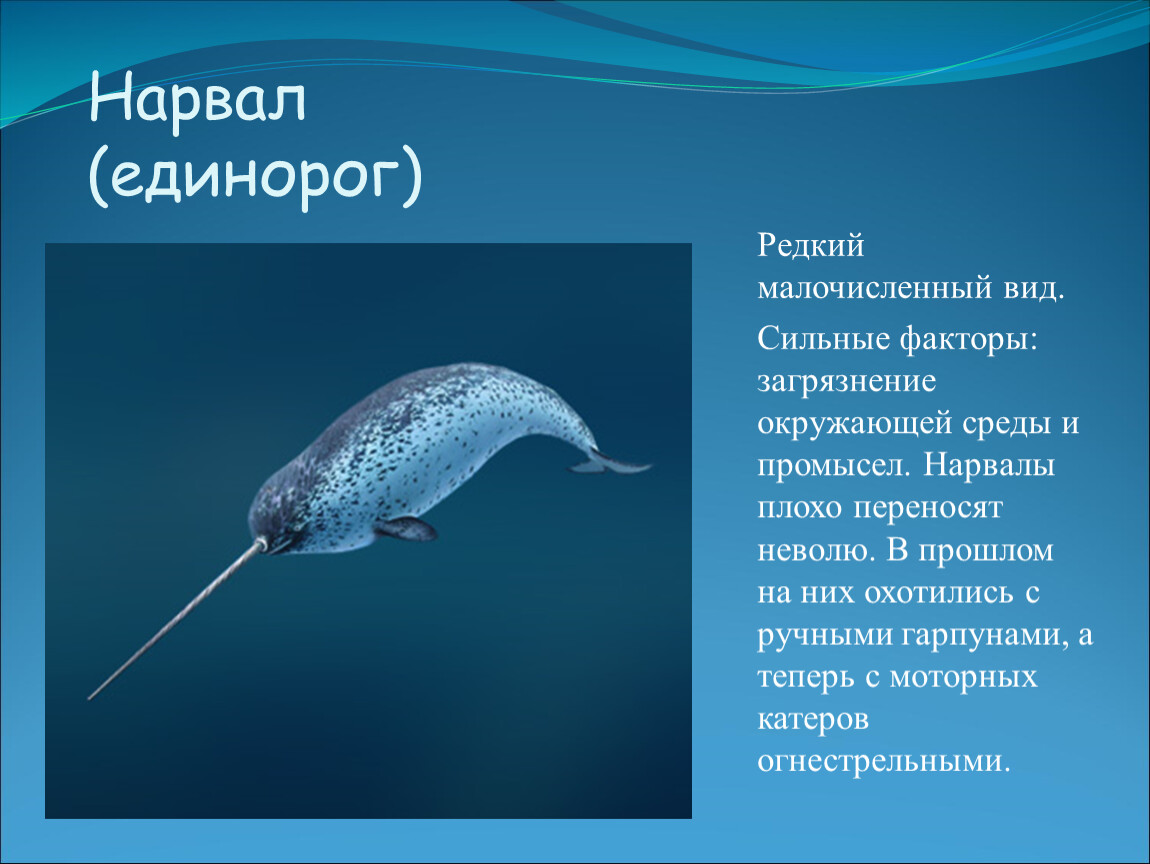 Нарвал животное. образ жизни и среда обитания нарвала