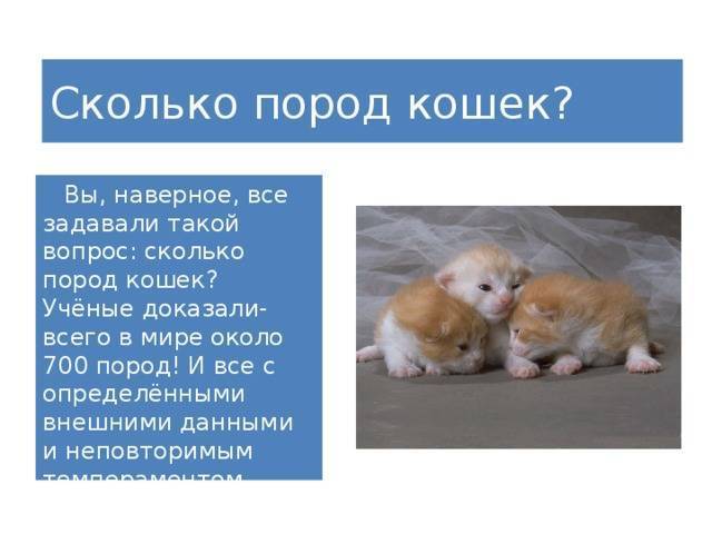 Сколько в мире котов и кошек. сколько пород кошек существует в мире - лечение