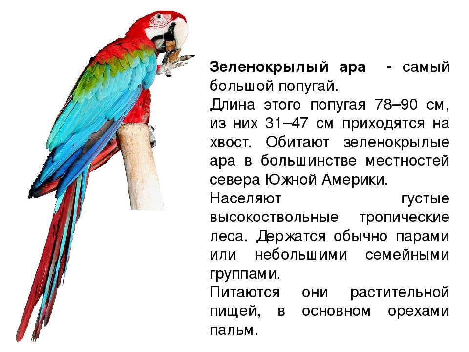 Если вы решили завести себе лори