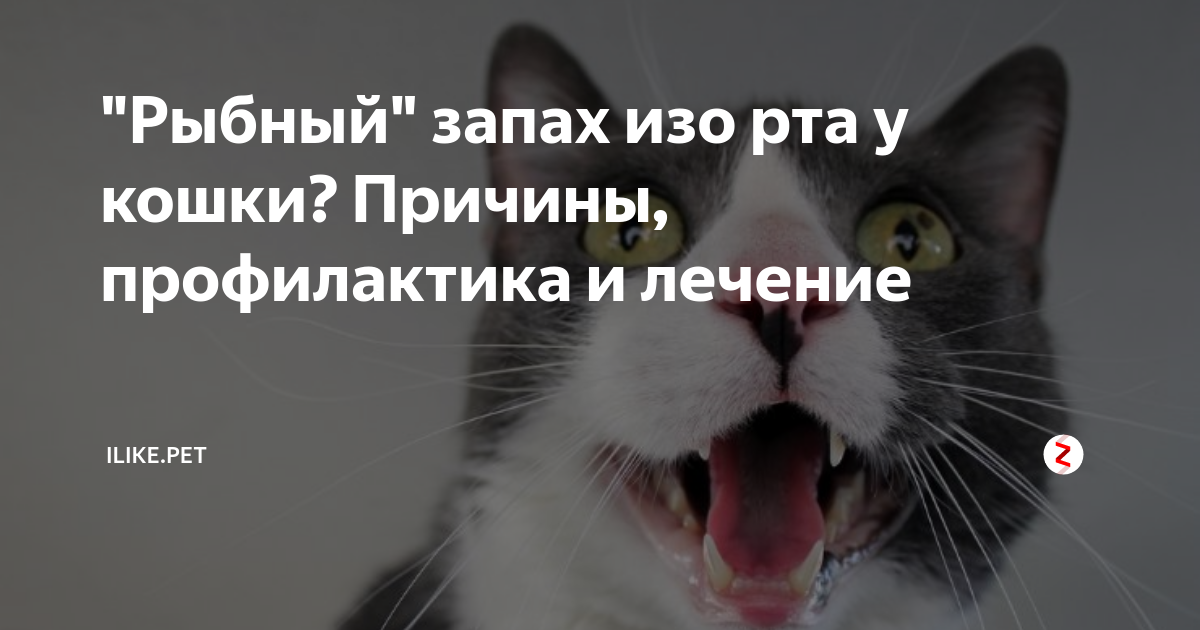Почему у котов воняет рот. Неприятный запах изо рта у кота. У кошки пахнет изо рта причины. У кошки неприятный запах изо рта причины. Почему у котов пахнет изо рта.