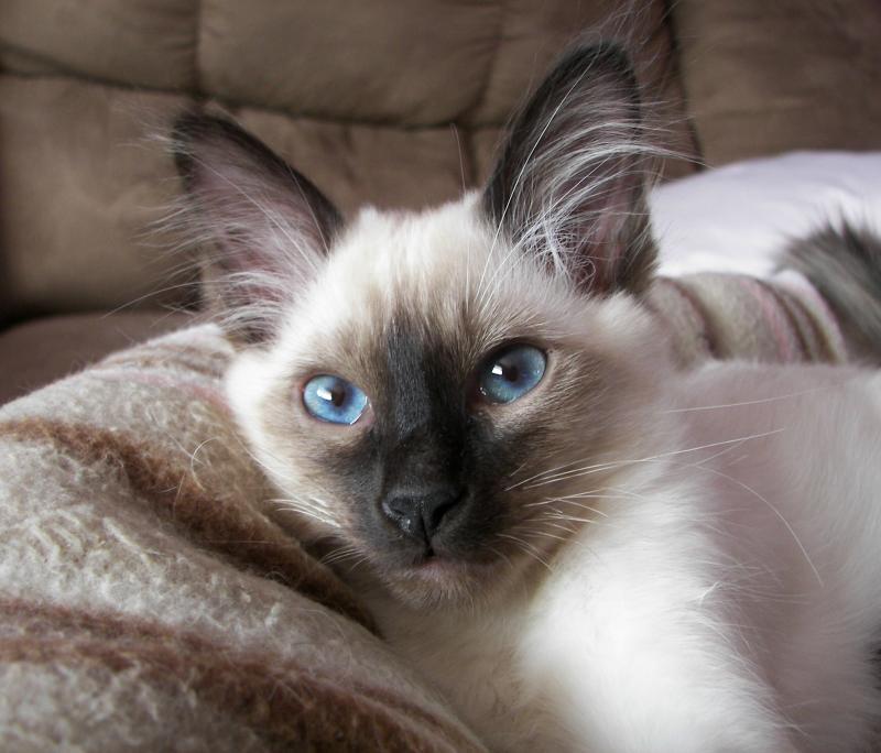 Балинезийская кошка: фото породы, характер кошки, правила ухода за породой, история выведения, интересные факты + отзывы