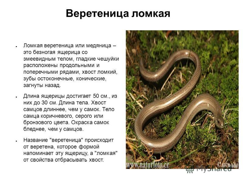 Веретеница ломкая