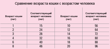 Возраст кошек на человеческий возраст таблица