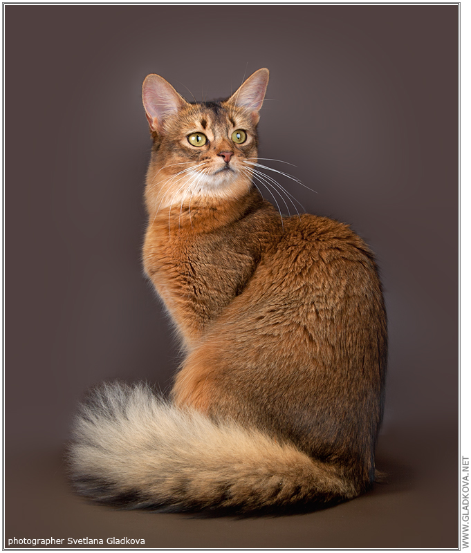 Сомалийская кошка: описание породы, фото, характер, видео