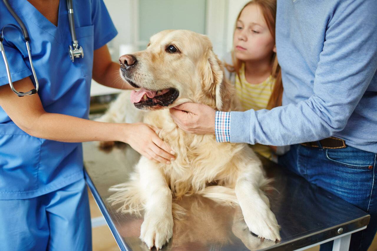 Собакотерапия. как собаки лечат людей?