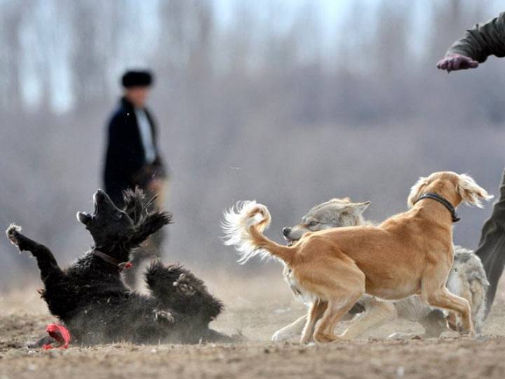 Тайган - фото, описание породы собак