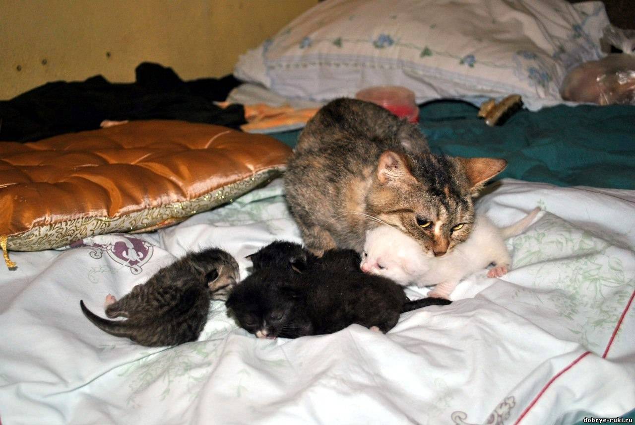 Кошка и котята после родов. Кормящая кошка. Недельные котята. Кошка кормит котят.