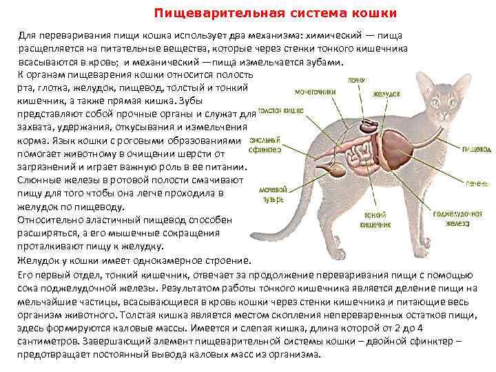 Печень котам можно. Строение пищеварительной системы кота. Строение пищеварительной системы кошки схема. Пищеварительная система кошки анатомия. Анатомическое строение пищеварительной системы кошки.