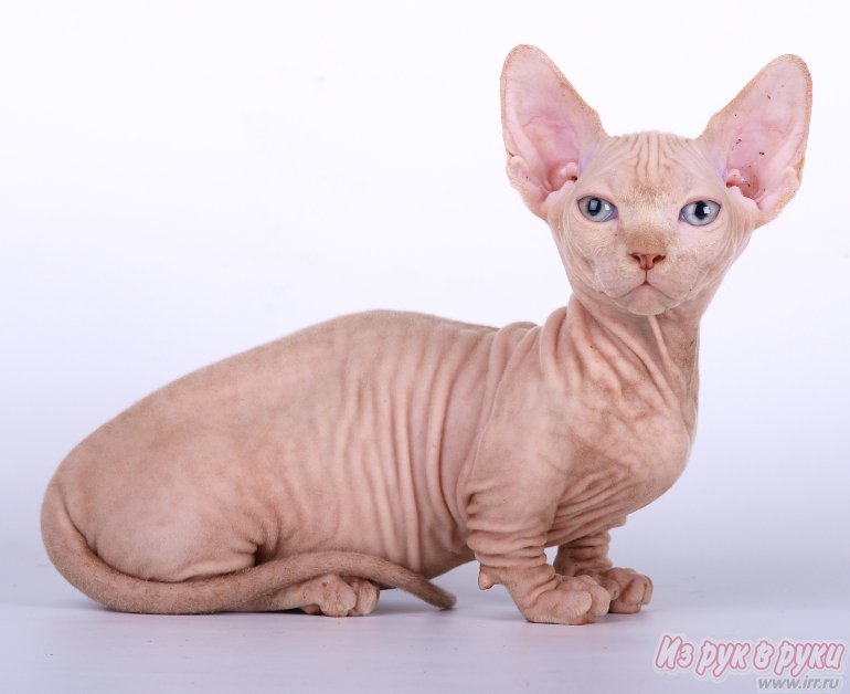 Порода кошек бамбино: фото, описание, видео