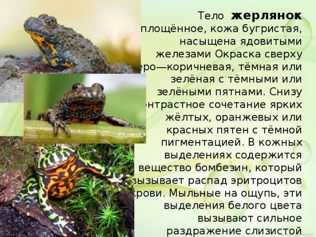 Лягушка жерлянка, описание и особенности содержания жабы — ribnydom.ru