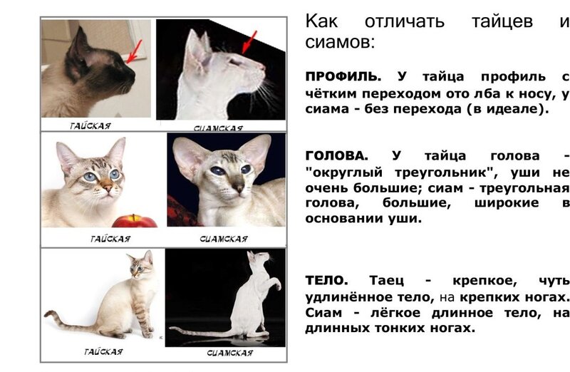 Особенности тайской породы кошек: описание характера, отличия от сиамской