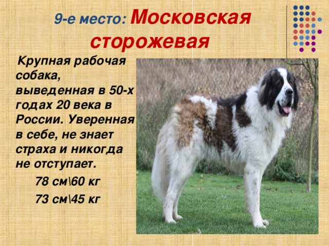 Московская сторожевая собака – энциклопедия о собаках