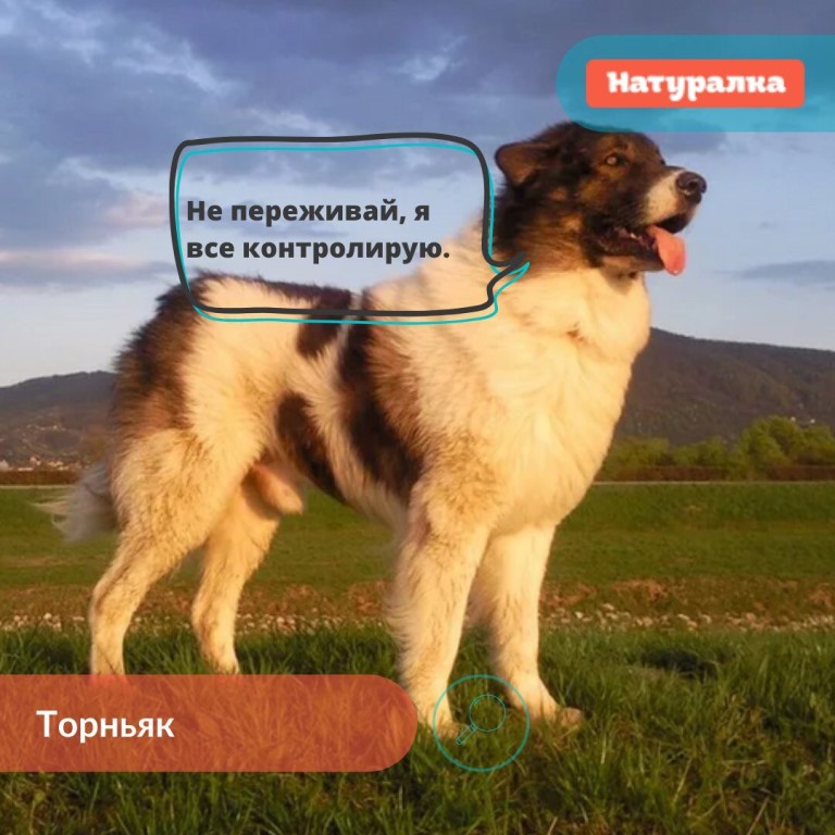 Плюсы и минусы породы собак бостон-терьер | плюсы и минусы