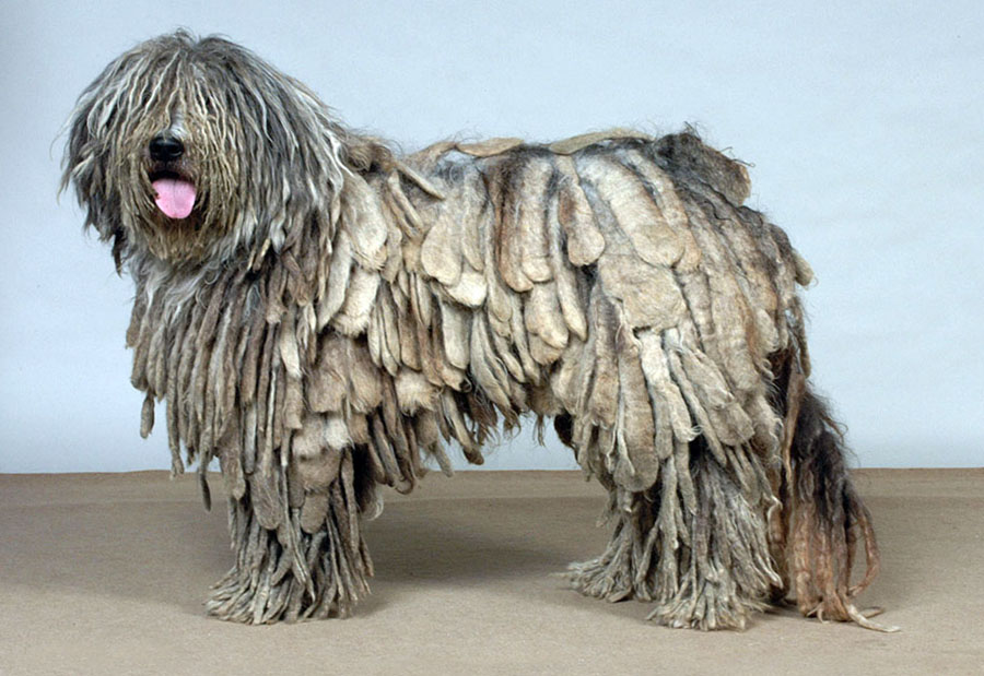 Собака с шерстью как дреды порода — сайт эксперта по животным — howmeow