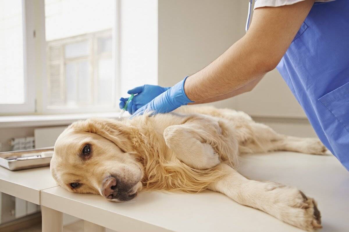 Как проводят эвтаназию собак на дому?